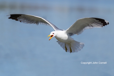 California-Gull;Flying-Bird;Larus-californicus;Photography;action;active;aloft;b